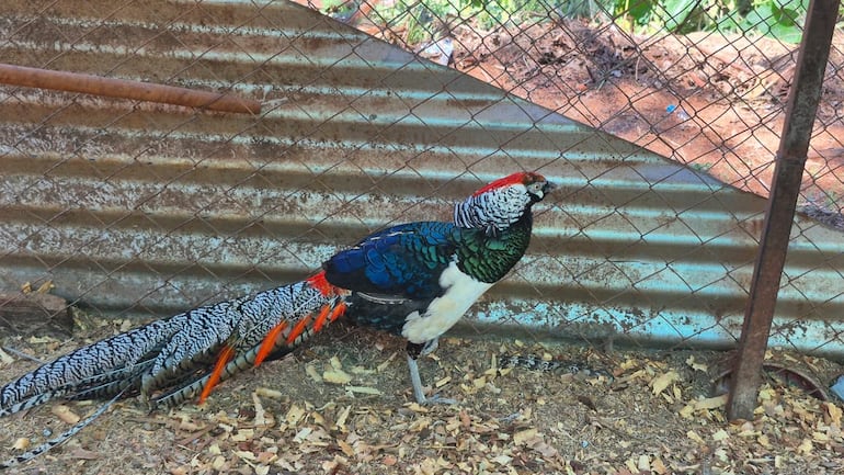 Un ejemplar de Faisán de Lady Amherst macho, en la Granja Don Severo de Encarnación.