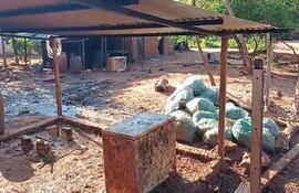 Pobladores de la compañía Posta Leiva de J. Augusto Saldívar denunciar fétido olor de un gallinero de la zona.