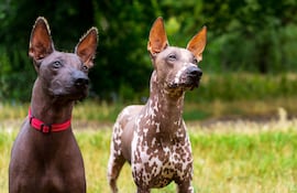 Perros de la raza Xoloitzcuintle, imagen ilustrativa.