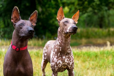 Perros de la raza Xoloitzcuintle, imagen ilustrativa.