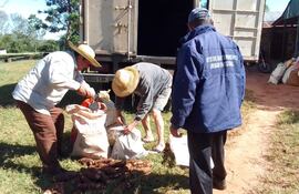 FNC en el asentamiento Arsenio Vazquez de Caaguazú, uno de los lugares donde se realiza la producción que será donada mañana.