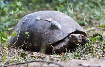 Fotografía cedida por la Fundación Rewilding Argentina. Muestra a una tortuga yabotí, la especie terrestre más grande de la Argentina y que está ecológicamente extinta en dicho país. Fue liberada en el Parque Nacional El Impenetrable después de ser trasladado desde Paraguay.