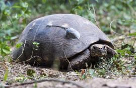 Fotografía cedida por la Fundación Rewilding Argentina. Muestra a una tortuga yabotí, la especie terrestre más grande de la Argentina y que está ecológicamente extinta en dicho país. Fue liberada en el Parque Nacional El Impenetrable después de ser trasladado desde Paraguay.