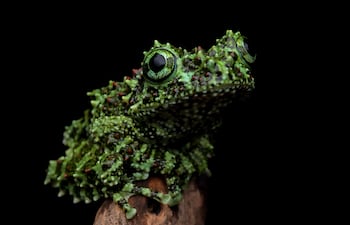 Theloderma corticale.