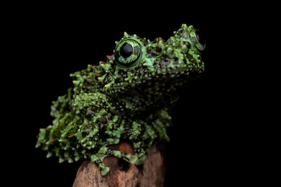 Theloderma corticale.