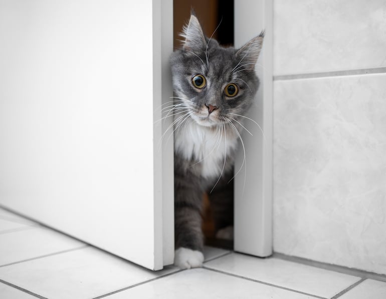 Gato en el baño.