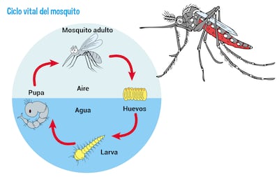 Sin mosquitos no hay dengue