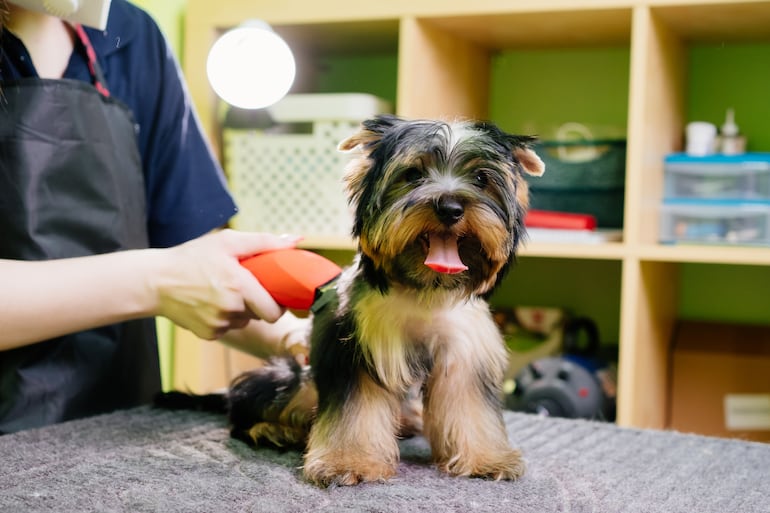 Perro en la peluquería.
