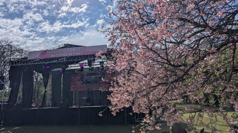 Un árbol en flor con ramas llenas de flores rosadas, bajo un cielo despejado en un espacio natural.