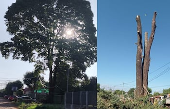 La poda irregular de árboles pueden ser pasible de multas por parte de las municipalidades.