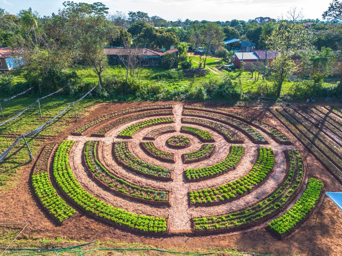 Agricultores de Central fortalecen producción hortícola con huertas circulares