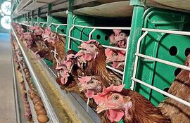 La planta de huevos San Carlos posee actualmente una capacidad instalada de 270.000 aves en producción.