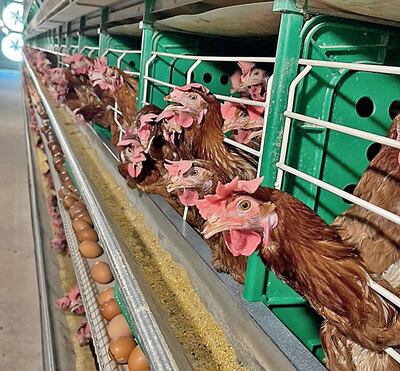 La planta de huevos San Carlos posee actualmente una capacidad instalada de 270.000 aves en producción.