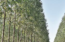 Pretenden mayor participación industrializada de alto valor agregado.