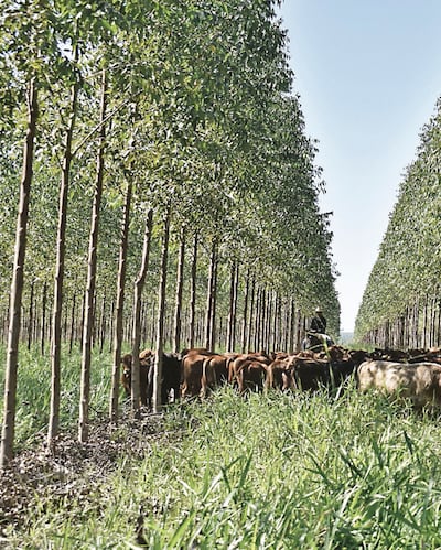 Pretenden  mayor participación  industrializada  de alto valor agregado.