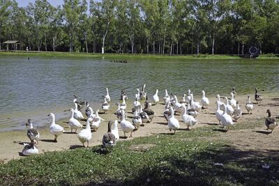 1/Al agua
Los gansos de Humberto Rubin están a sus anchas en el área circundante de una de las lagunas del Parque Ñu Guasu.