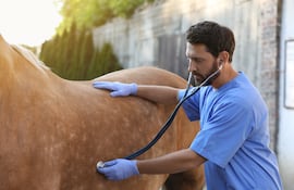 Veterinario atiende a un caballo.