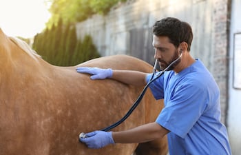 Veterinario atiende a un caballo.