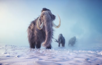 Mamut en paisaje invernal, imagen ilustrativa.