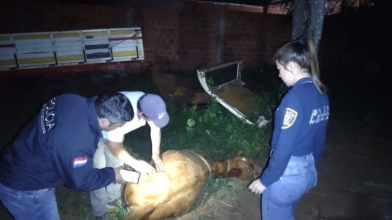 Los supuestos abigeos habrían bajado del vehículo a la vaquilla en un camino vecinal del barrio Santo Domingo.