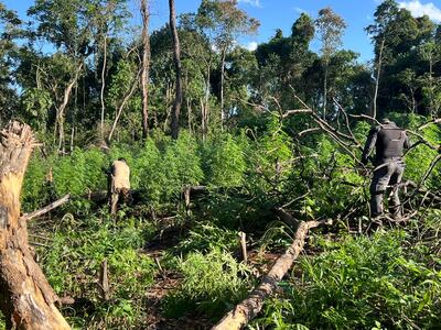 Los agentes intervinientes eliminaron tres hectáreas de plantación de marihuana.