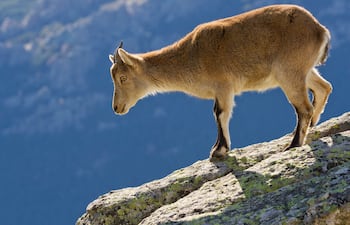 Cabra montesa, imagen ilustrativa.