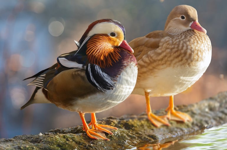Pato mandarín (Aix galericulata).