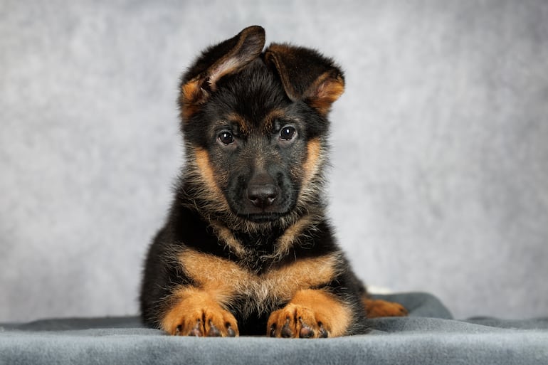 Cachorro de pastor alemán.