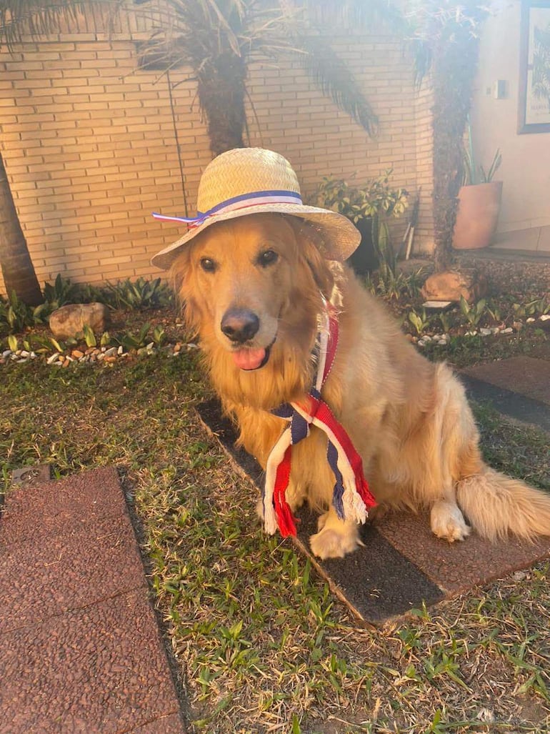 Golden Retriever con sombrero de paja y collar con los colores de la bandera paraguaya, posando relajadamente en un jardín.