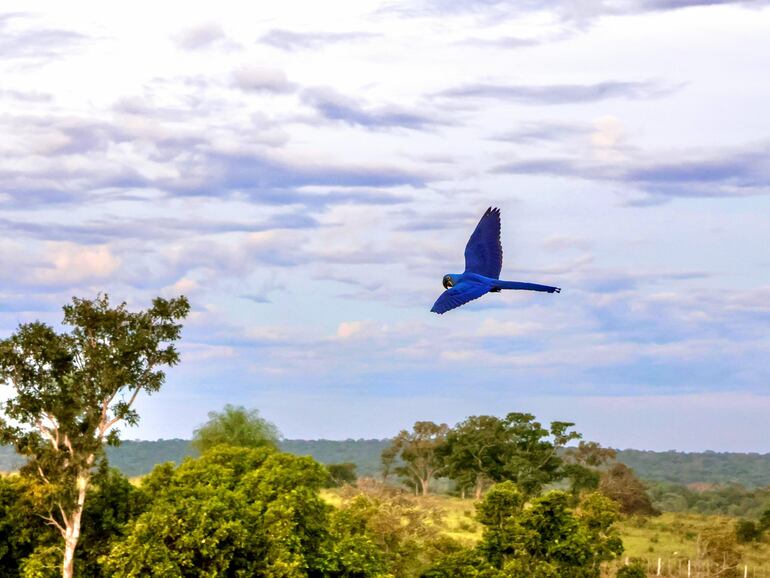 El guacamayo azul bautizado "Perla" fue liberado el fin de semana en su hábitat, tras un año de rehabilitación.