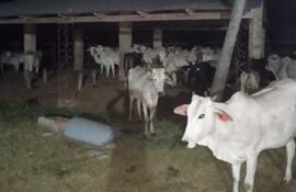 animales robados estancia en belen concepción