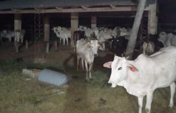 animales robados estancia en belen concepción