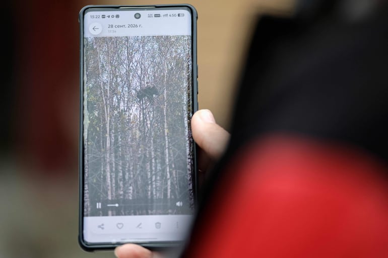 Daria Tyurneva, de 36 años, muestra un video que grabó con su teléfono de un osezno que vio en la rama de un árbol mientras conducía por la región de Irkutsk, en Siberia, a finales de septiembre. La mujer habla con periodistas de la AFP en Irkutsk el 8 de octubre de 2026.