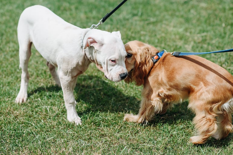 ¿A tu perro le cuesta socializar con otros animales y personas? Así podés ayudarlo - Mascotas
