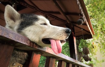 Perro husky siberiano con mucho calor.
