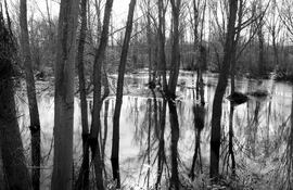 Jesús Ruiz Nestosa capturó distintos paisajes y detalles de la ribera del río Tormes, en España.