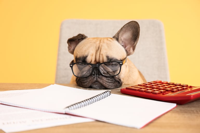 Concepto de perro en la oficina.