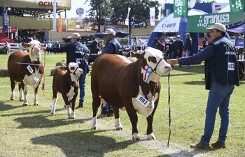 Ayer prosiguió la jornada de juzgamiento y premiación de los animales en el predio de la ARP