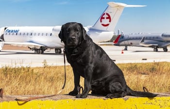 Rocky, el agente canino de la Senad que será homenajeado mañana por la Junta Municipal de Asunción.