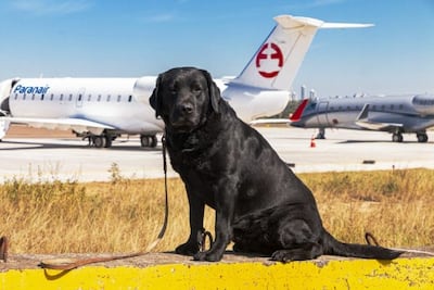 Rocky, el agente canino de la Senad que será homenajeado mañana por la Junta Municipal de Asunción.