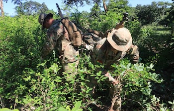 Integrantes de las fuerzas militares y policía durante una jornada de erradicación de cultivos de coca. ARCHIVO.