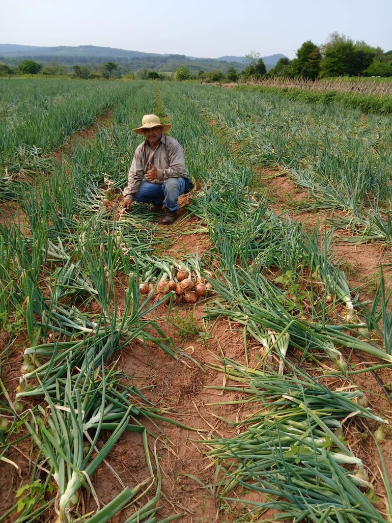 Hombre en sombrero de ala ancha y camisa de trabajo cosechando cebollas en campo, sonriendo y haciendo un gesto de aprobación.