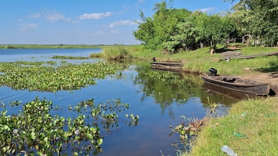 Sector pesquero de Ayolas afectados por bajante pronunciada y algas en el río Paraná.