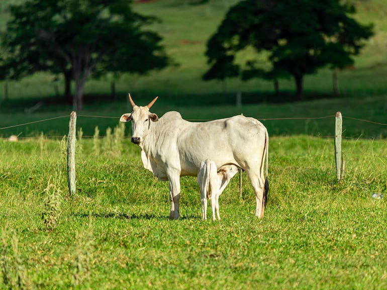 Reinicio del ciclo ganadero: destete y palpación definen la rentabilidad