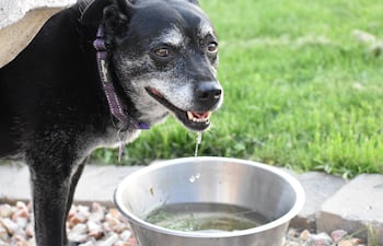 Perro bebe agua.