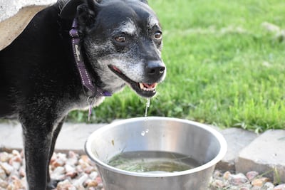 Perro bebe agua.