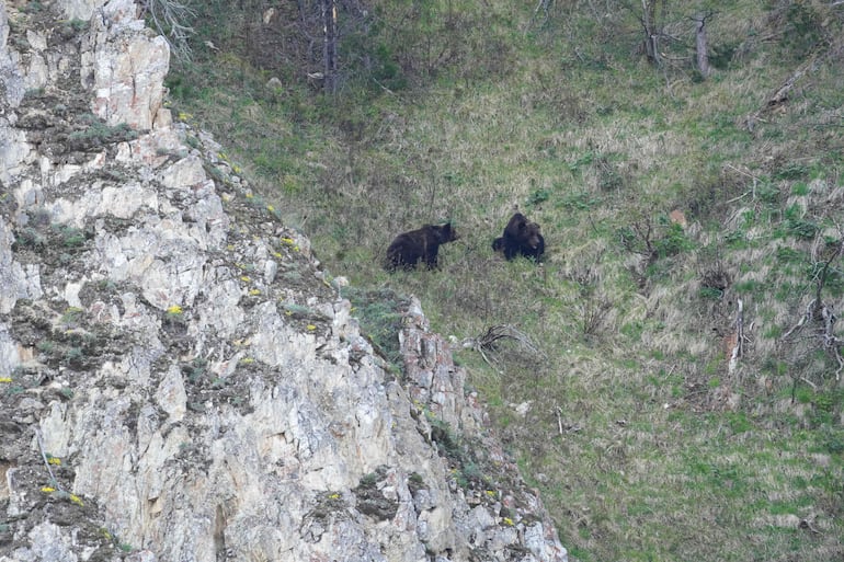 Esta fotografía, tomada en abril de 2026 y facilitada por el Parque Nacional Zapovednoye Pribaikalye, muestra osos pardos en el área protegida.