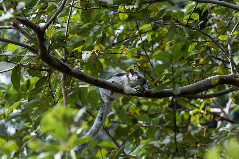 Una ardilla gris (Sciurus carolinensis),se come una fruta de guayaba en un árbol en Managua (Nicaragua).