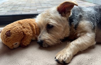 Qué es la pseudogestación en perras.