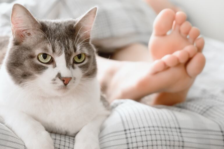 Gato a los pies de su humano.